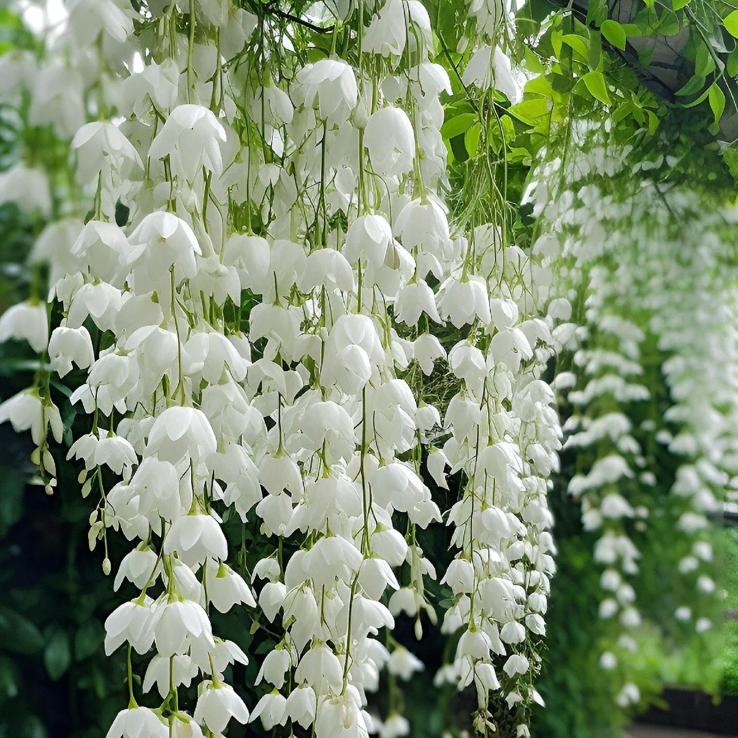 Hot Selling🎉Super Beautiful Creeping Jasmine🥰Plant A Simple Potted Plant