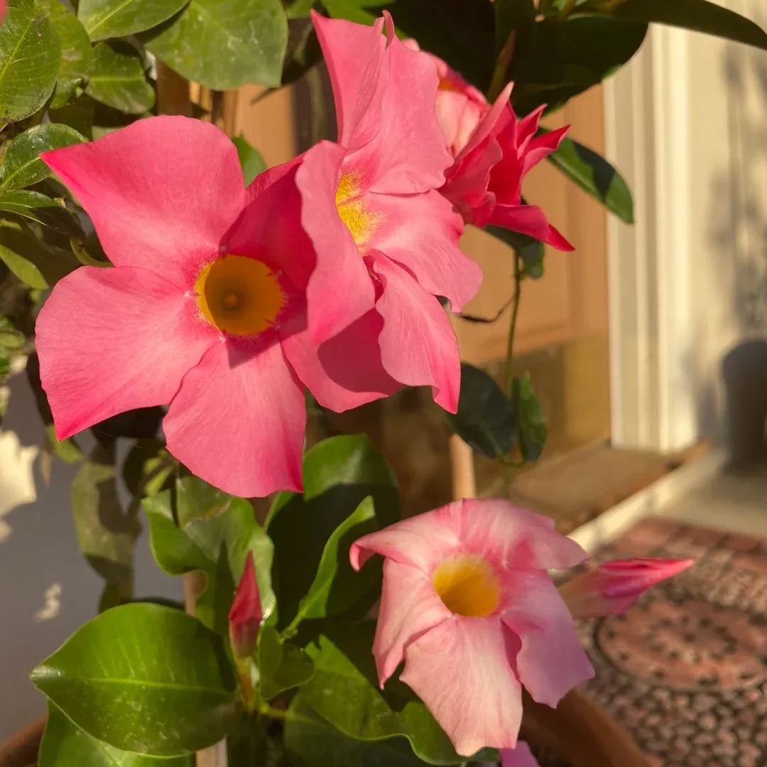 Create a beautiful flower wall🦋🌱Fragrant Vine🪸