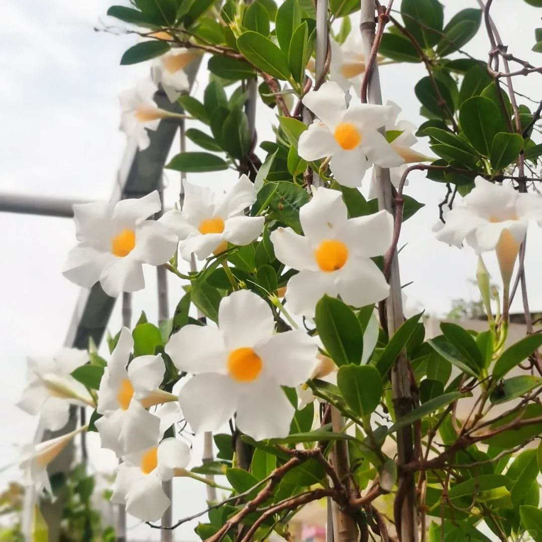 Create a beautiful flower wall🦋🌱Fragrant Vine🪸