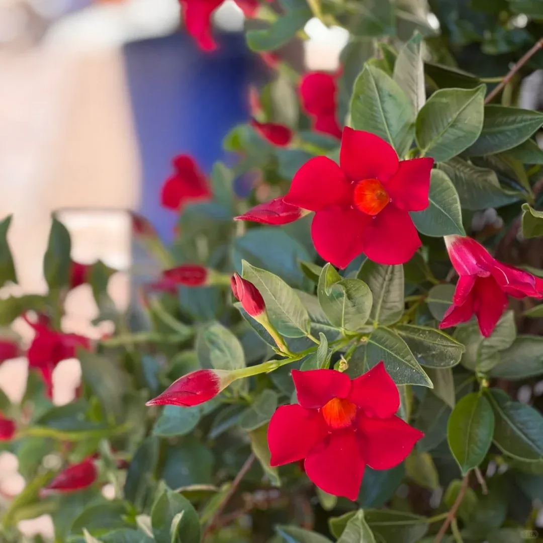 Create a beautiful flower wall🦋🌱Fragrant Vine🪸