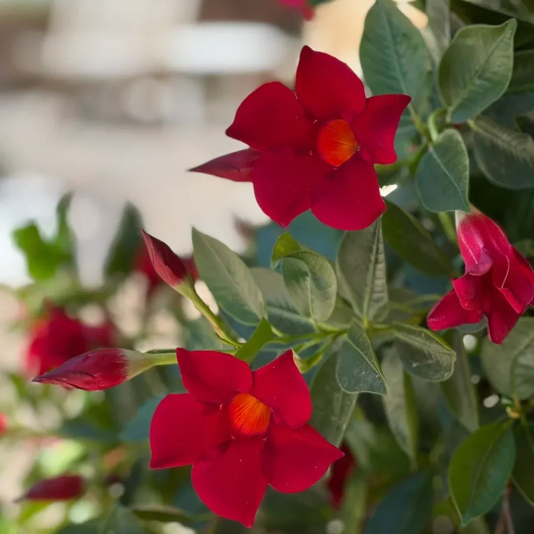 Create a beautiful flower wall🦋🌱Fragrant Vine🪸