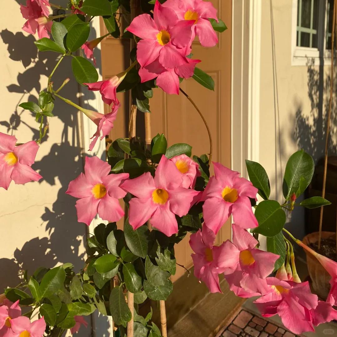 Create a beautiful flower wall🦋🌱Fragrant Vine🪸