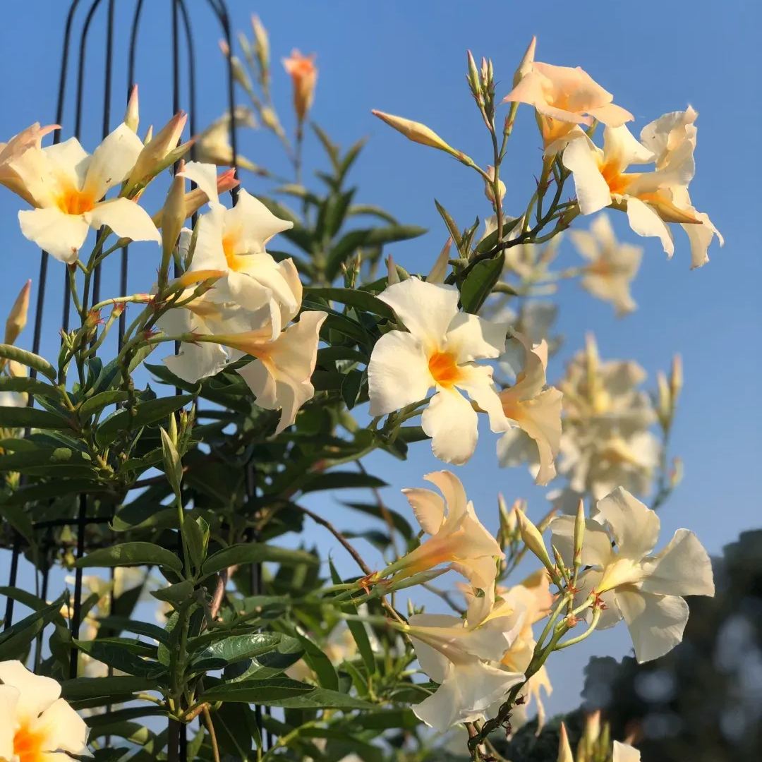 Create a beautiful flower wall🦋🌱Fragrant Vine🪸