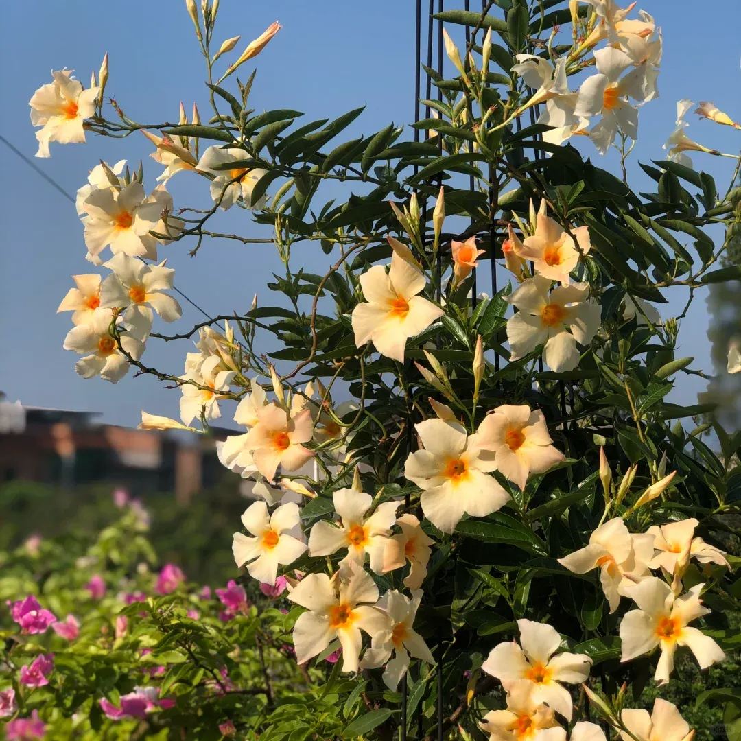 Create a beautiful flower wall🦋🌱Fragrant Vine🪸