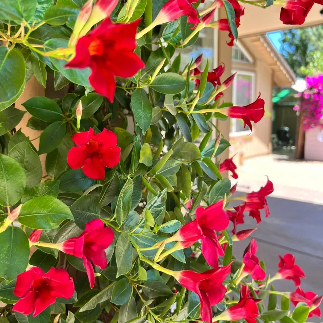 Create a beautiful flower wall🦋🌱Fragrant Vine🪸