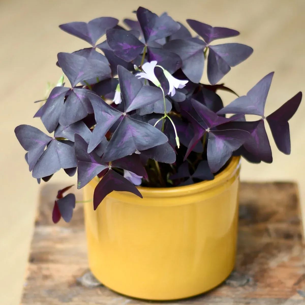 💜Oxalis triangularis☘️Good Luck Plant 