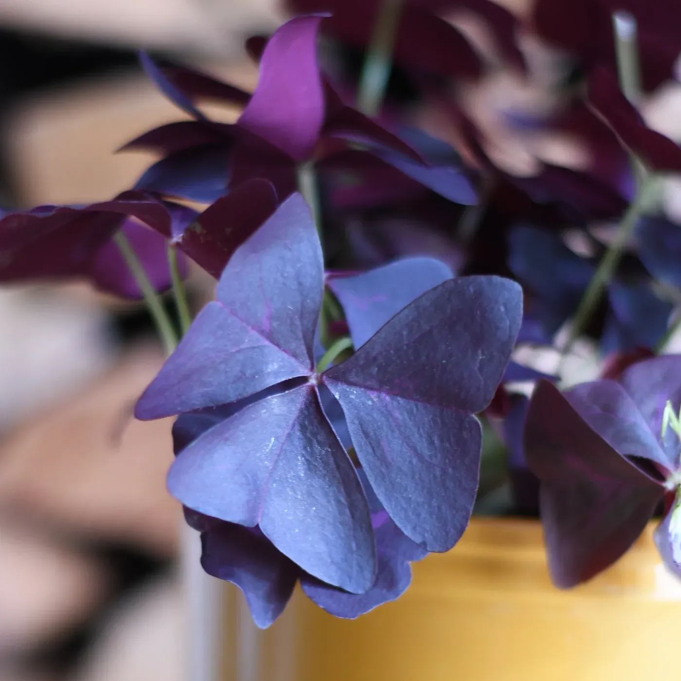 💜Oxalis triangularis☘️Good Luck Plant 
