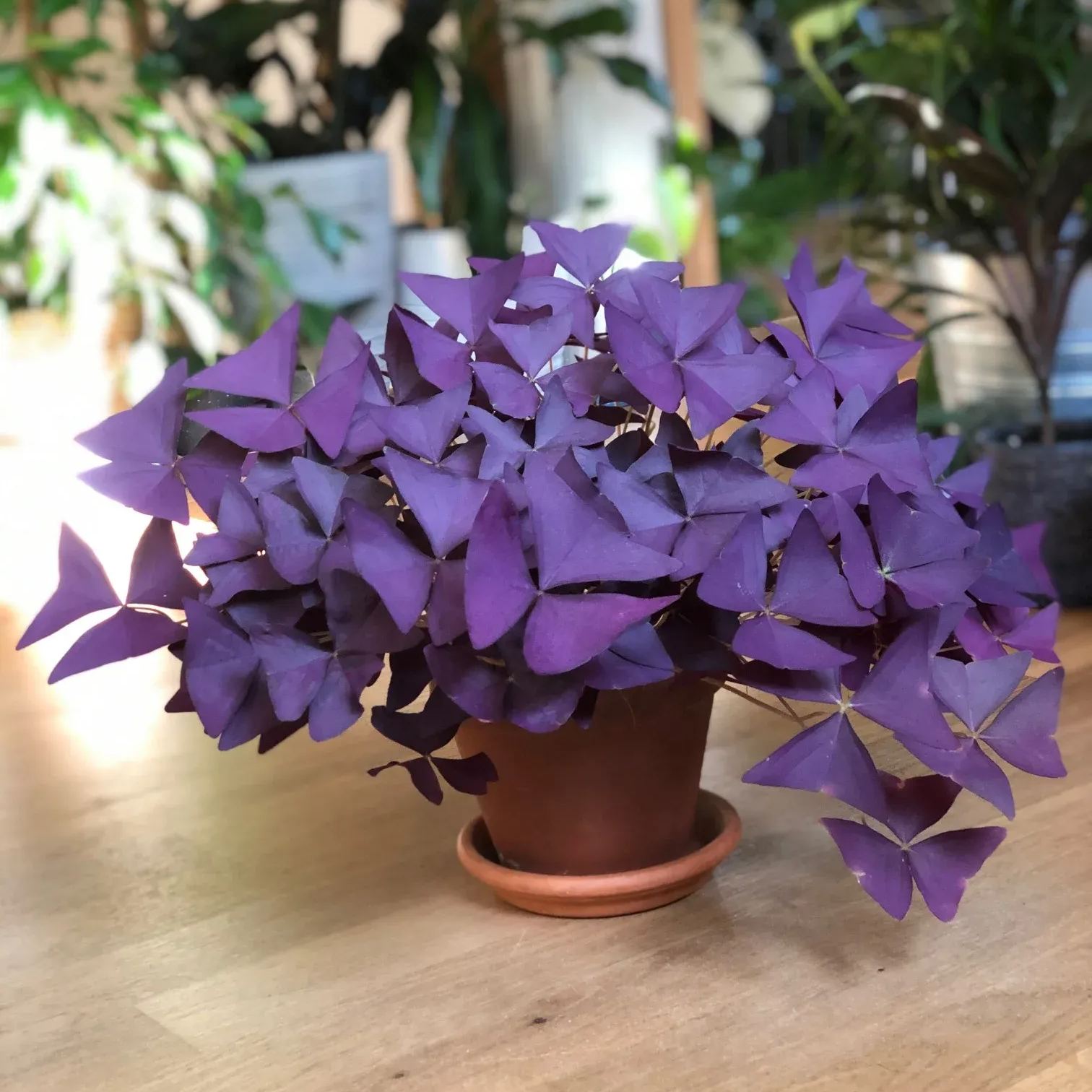 💜Oxalis triangularis☘️Good Luck Plant 
