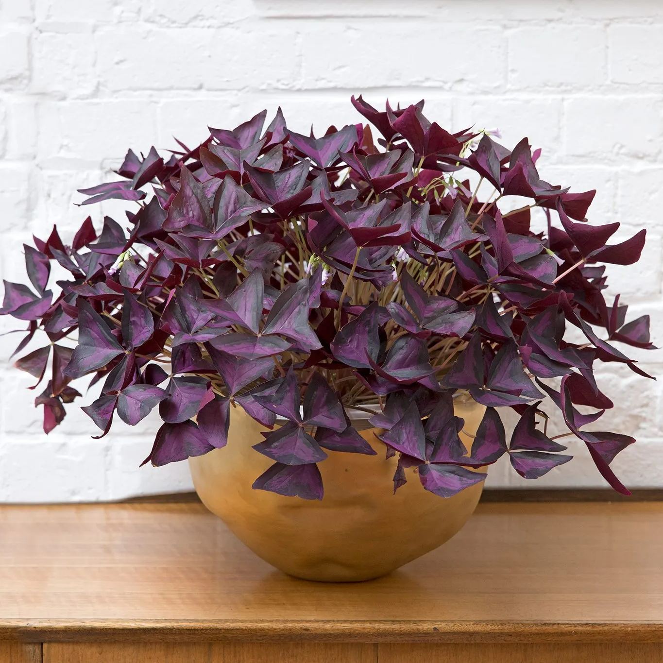 💜Oxalis triangularis☘️Good Luck Plant 