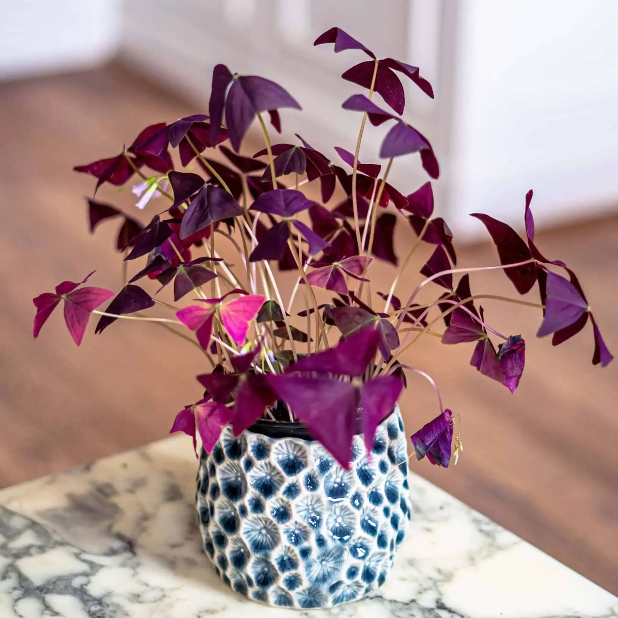 💜Oxalis triangularis☘️Good Luck Plant 