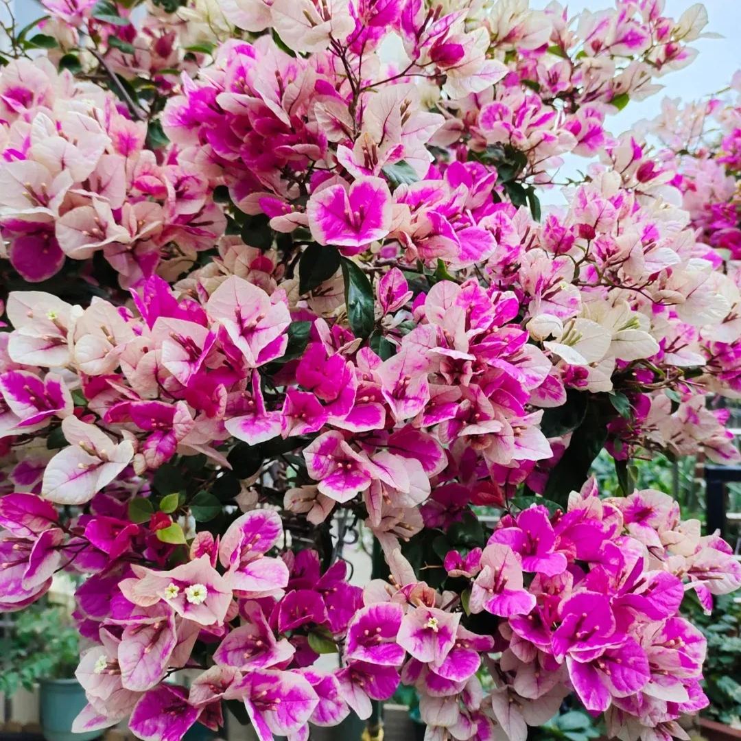Red Cherry Bougainvillea