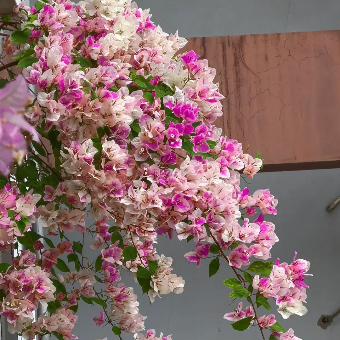 Red Cherry Bougainvillea