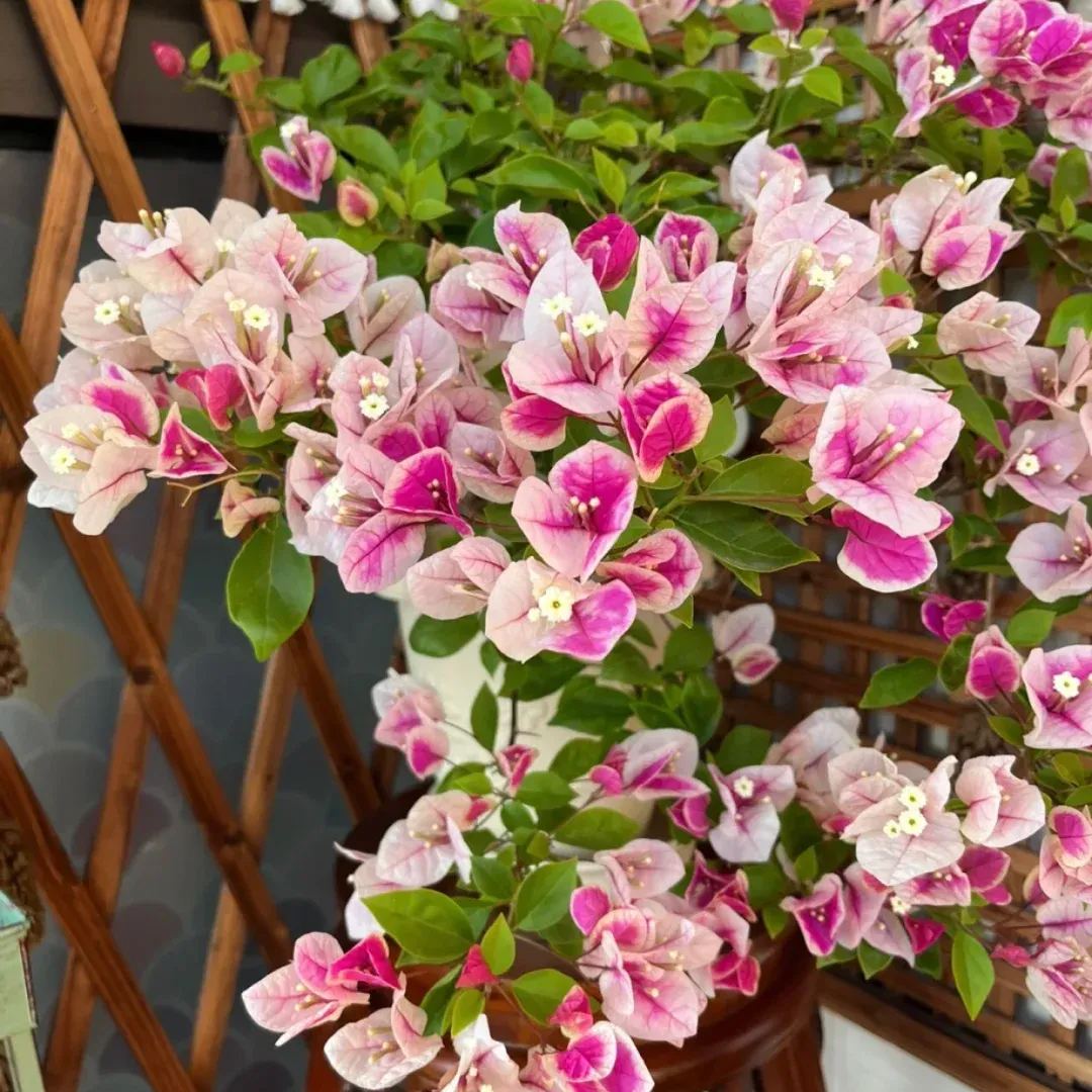Red Cherry Bougainvillea
