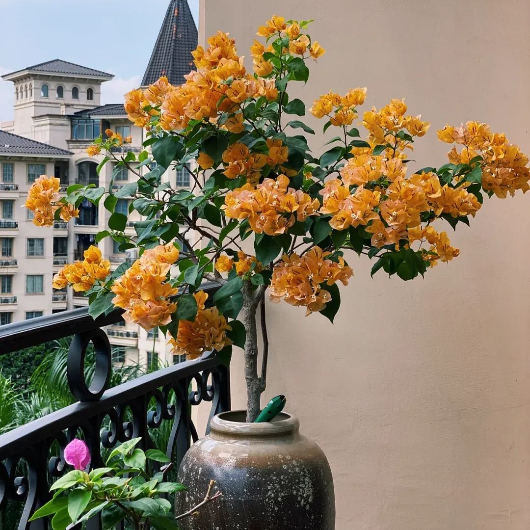 California Golden Bougainvillea