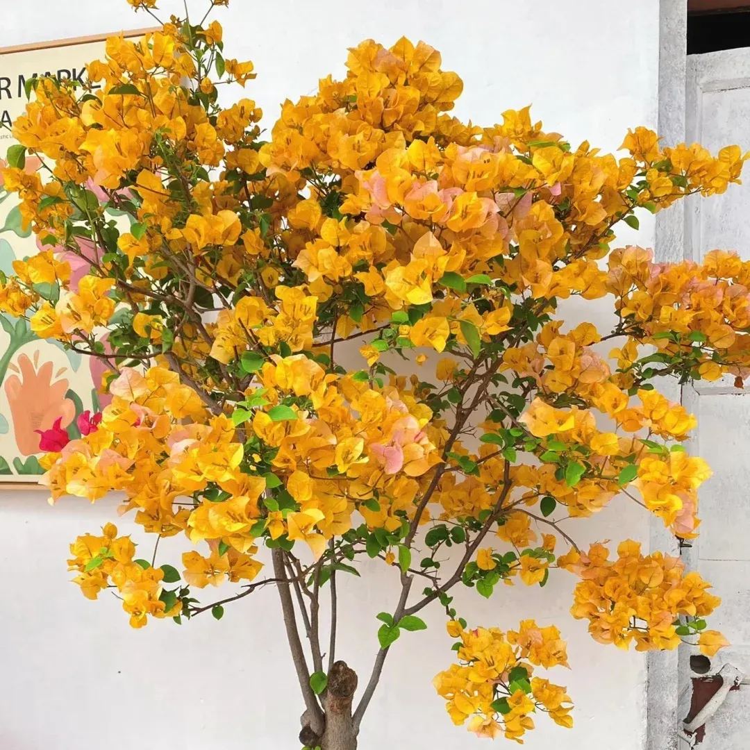 California Golden Bougainvillea