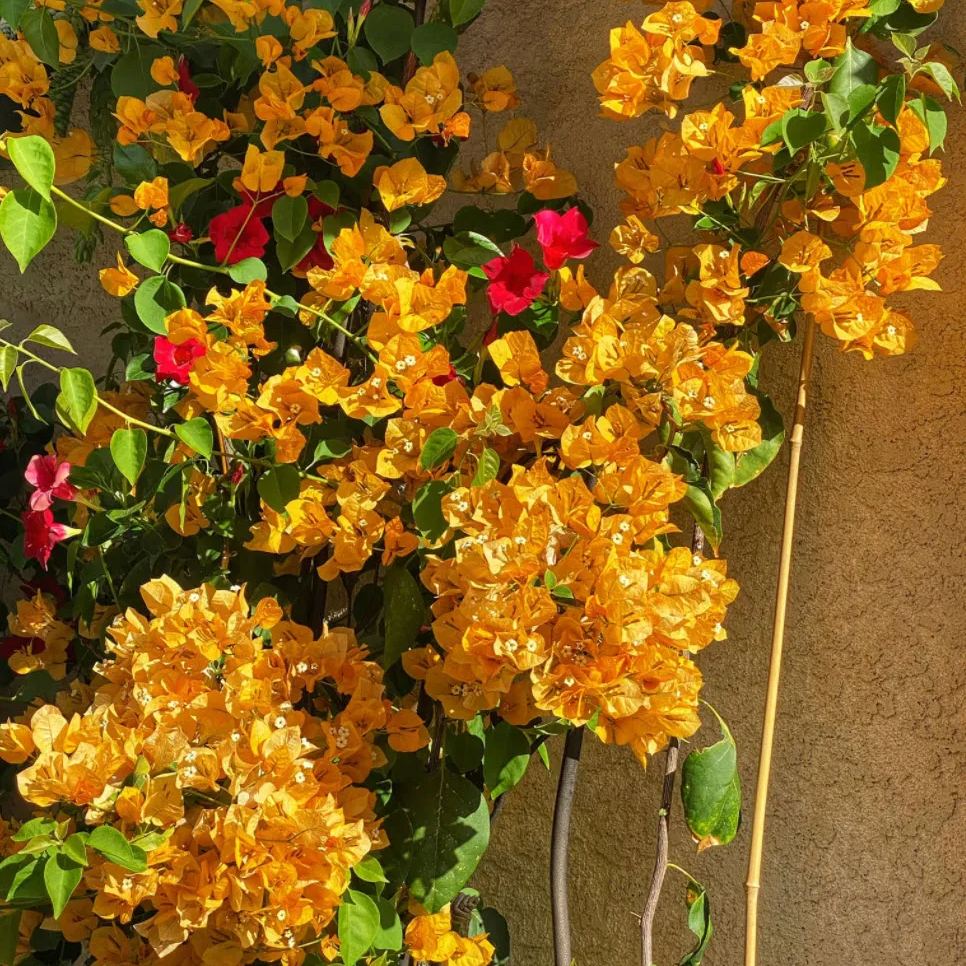 California Golden Bougainvillea