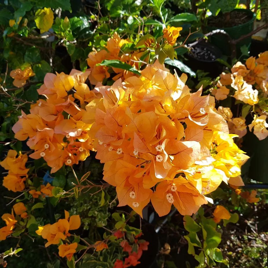 California Golden Bougainvillea