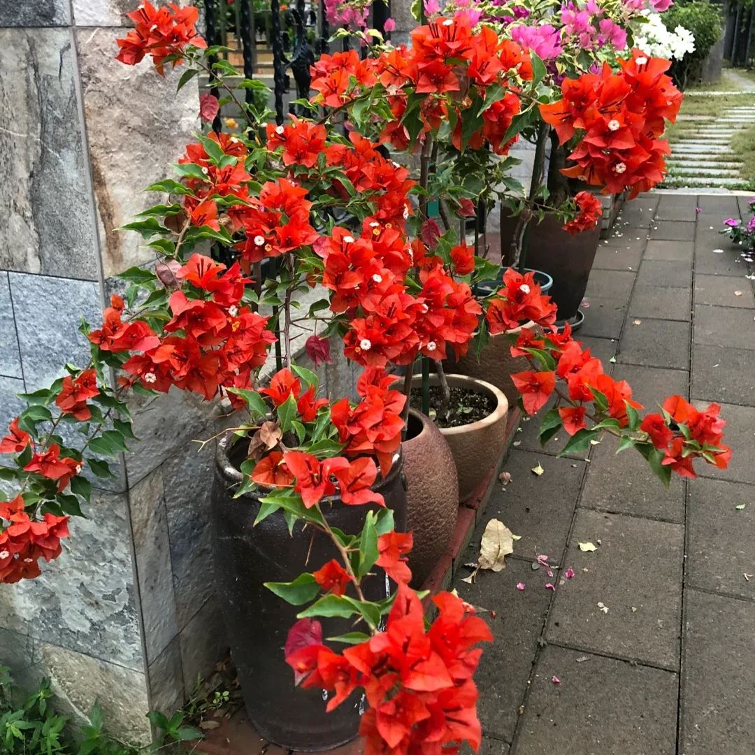 Heat Samba Bougainvillea