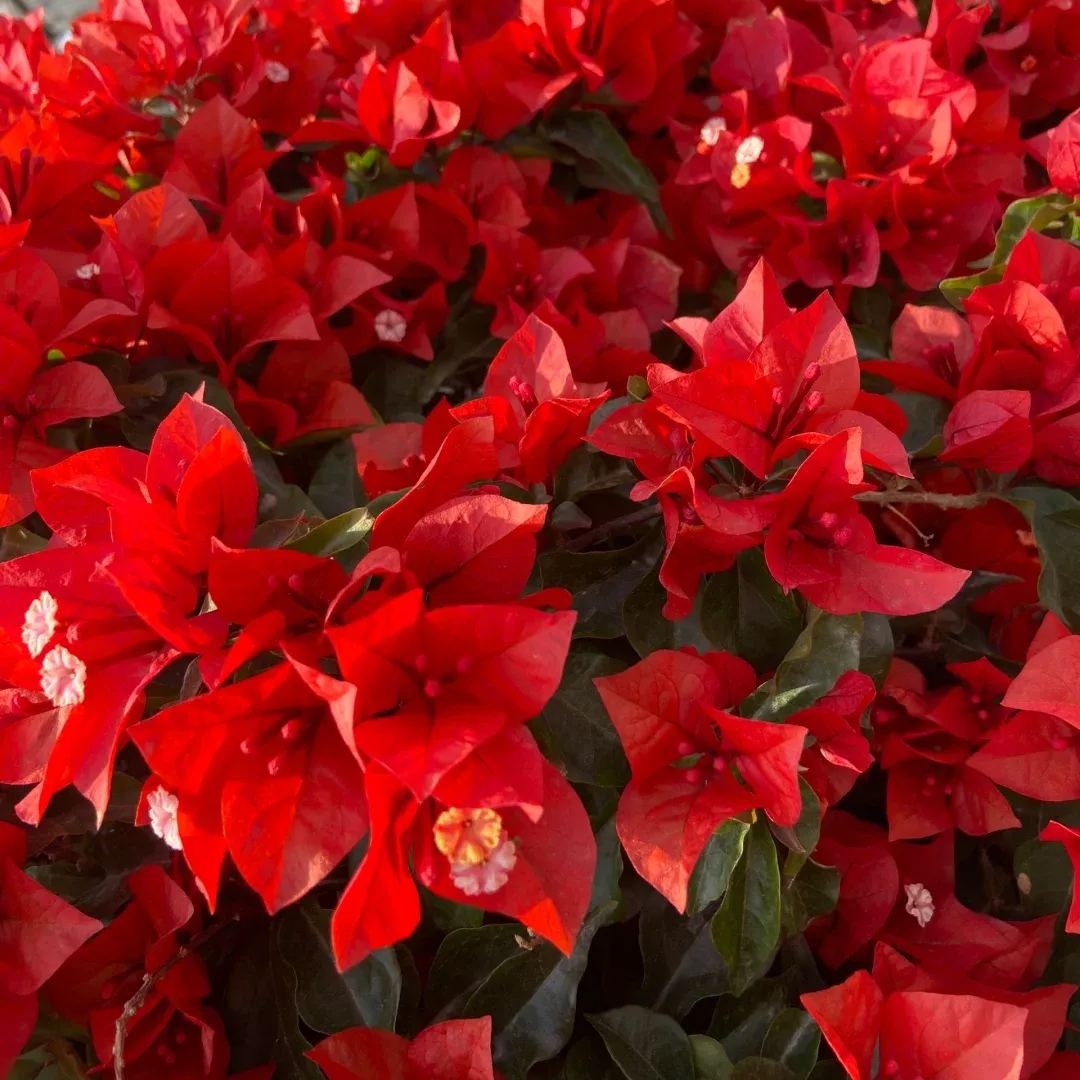 Heat Samba Bougainvillea
