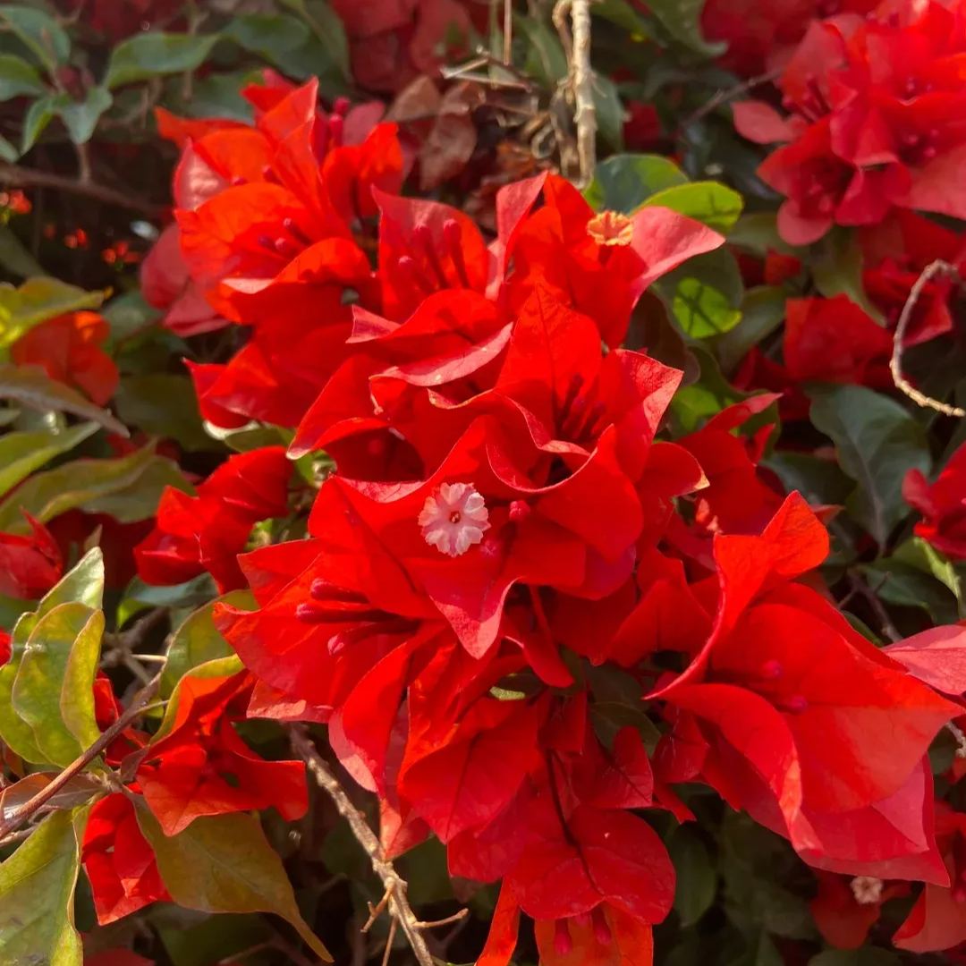 Heat Samba Bougainvillea