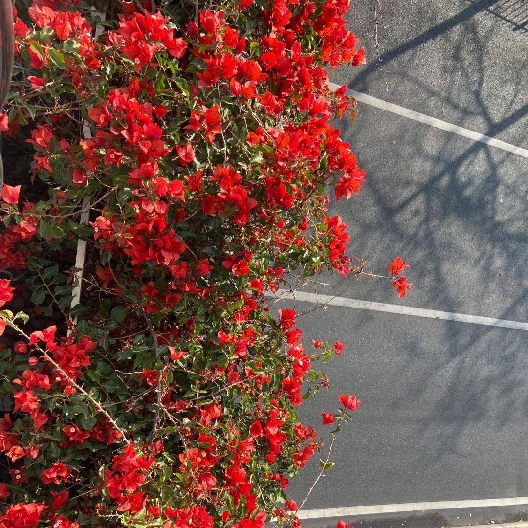 Heat Samba Bougainvillea