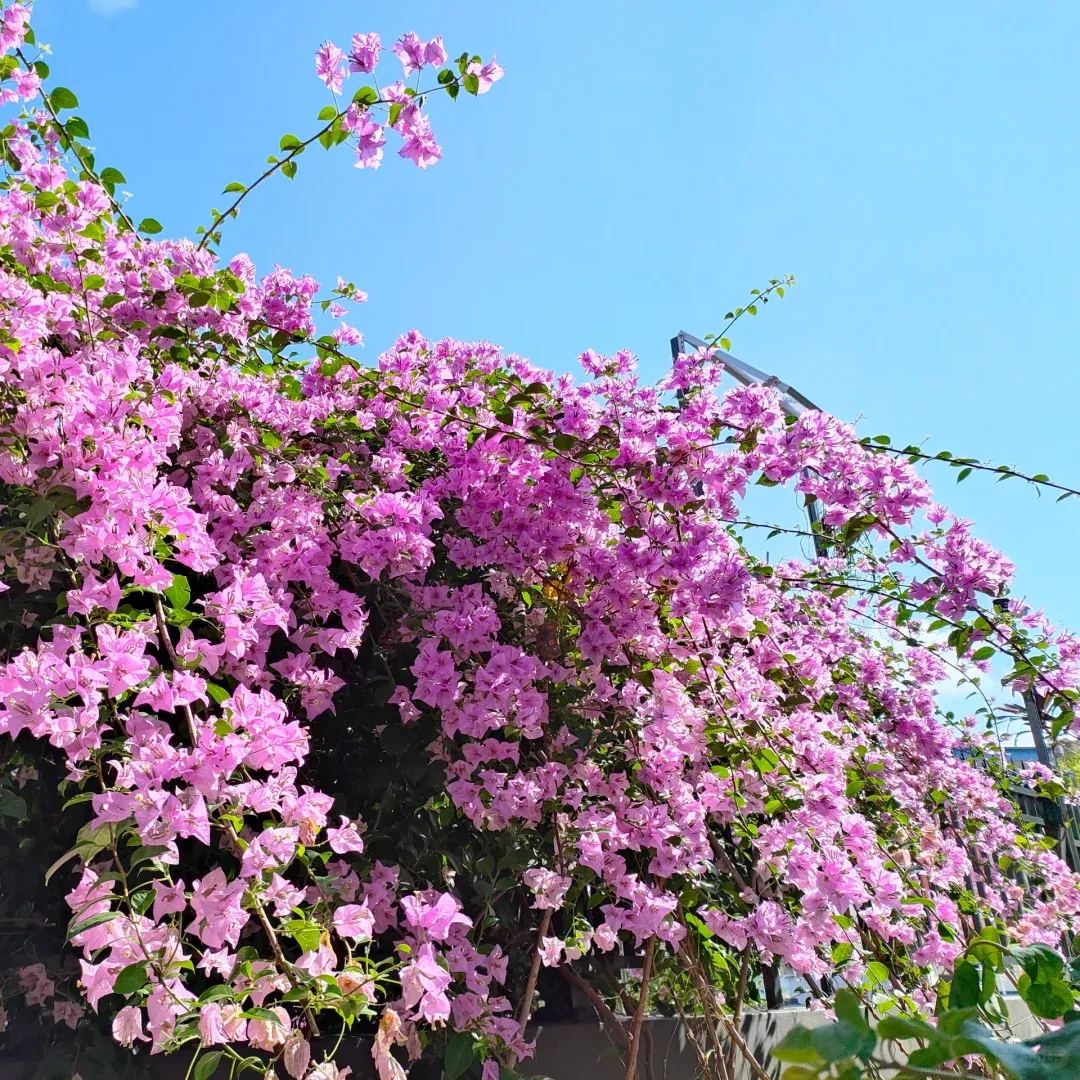 Brazilian Purple Bougainvillea