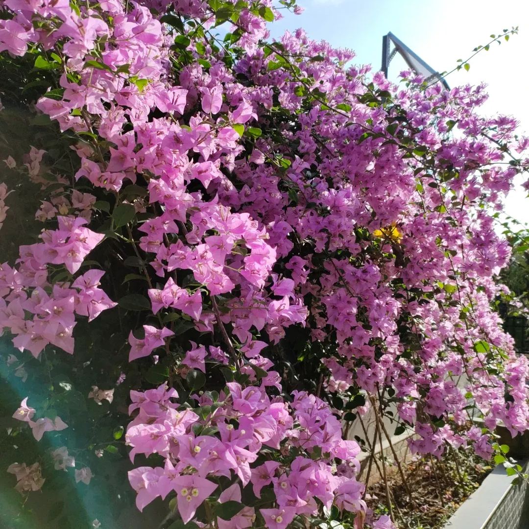 Brazilian Purple Bougainvillea