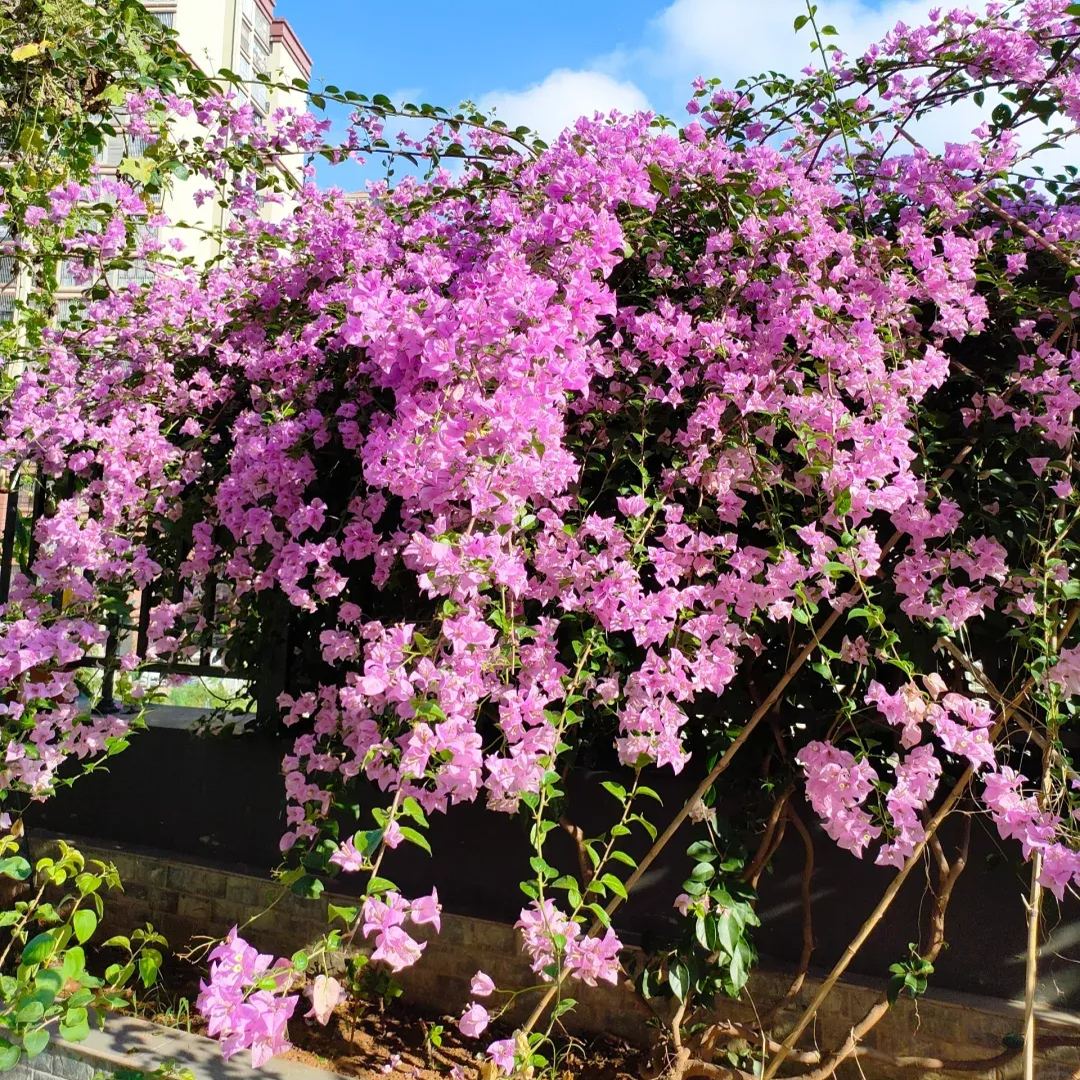 Brazilian Purple Bougainvillea