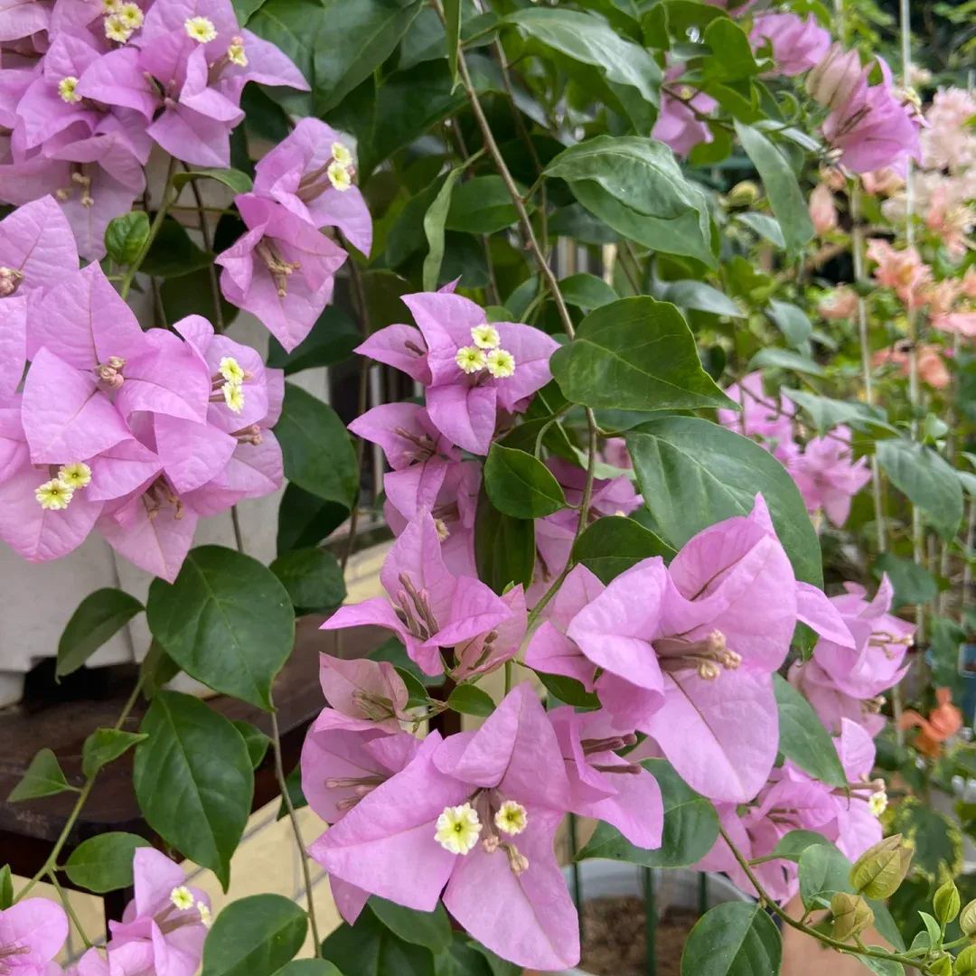 Brazilian Purple Bougainvillea