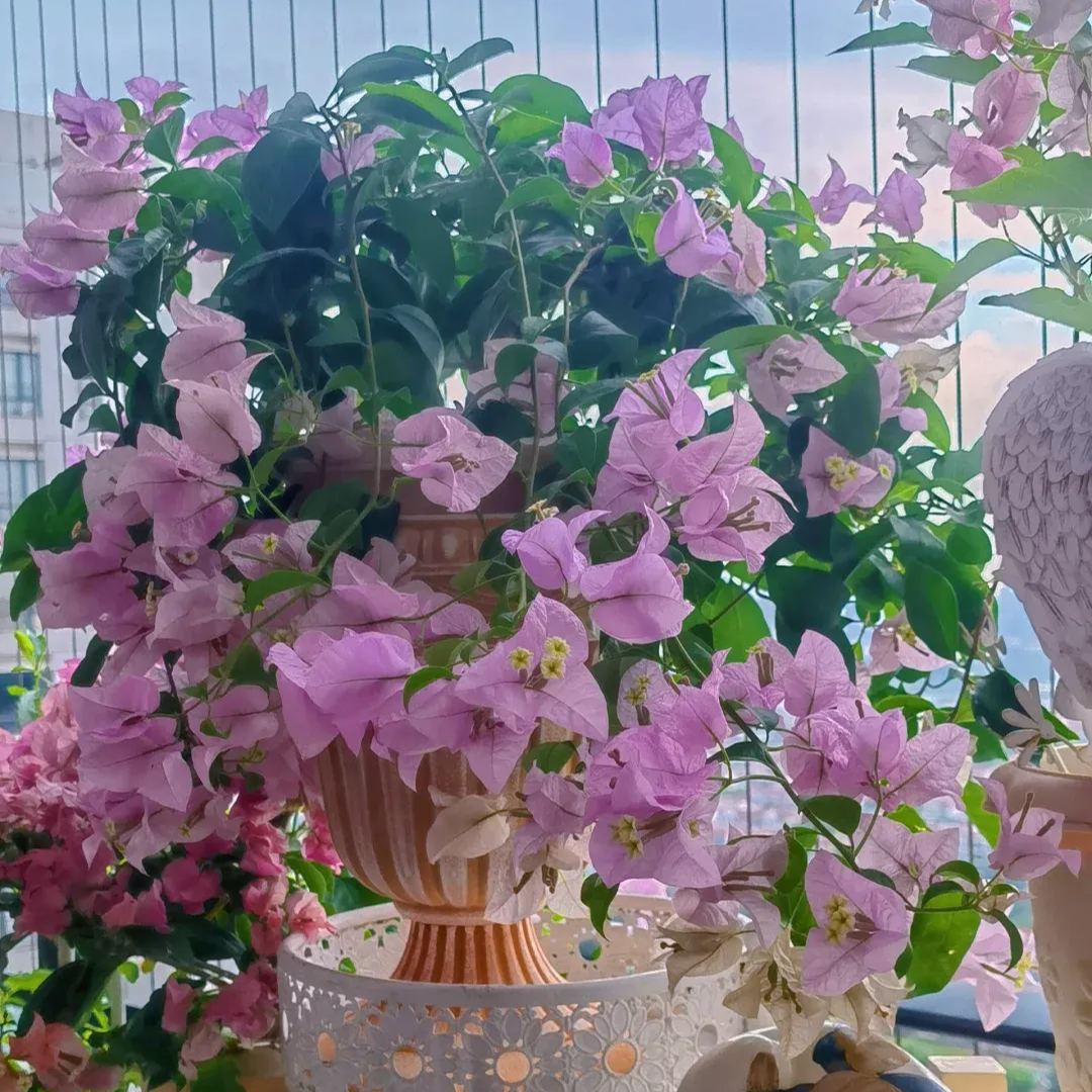 Brazilian Purple Bougainvillea