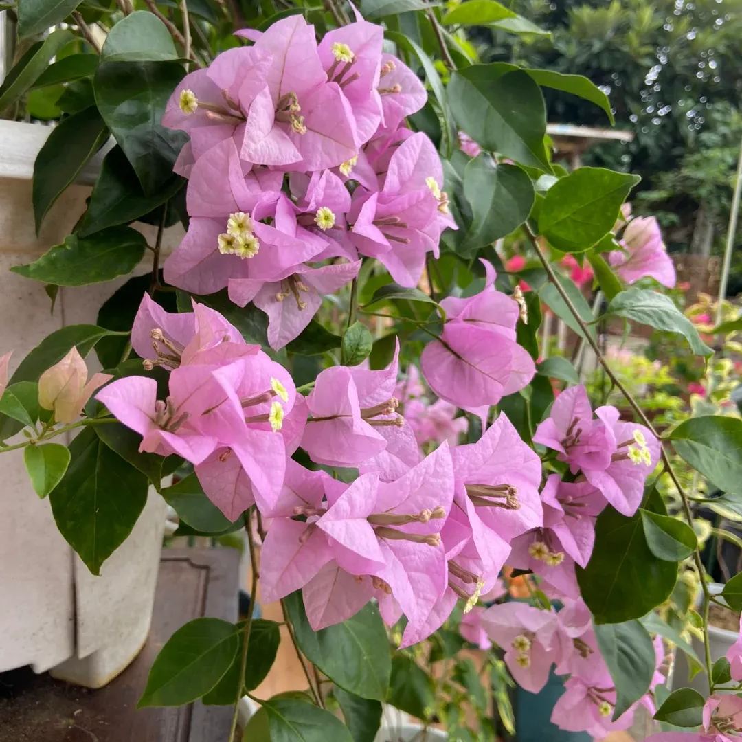 Brazilian Purple Bougainvillea