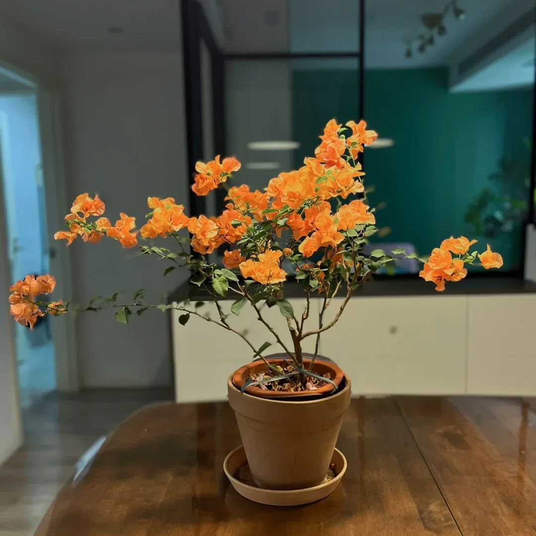 Green leaf orange bougainvillea