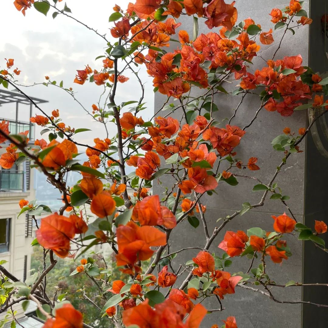 Green leaf orange bougainvillea