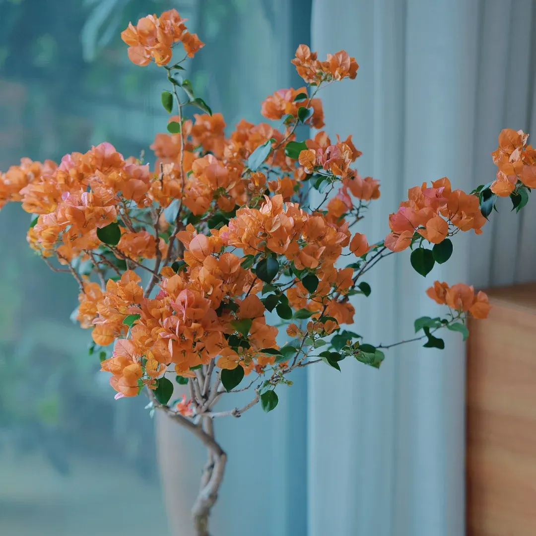 Green leaf orange bougainvillea