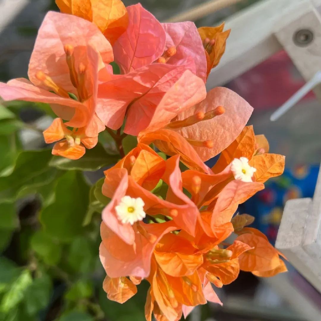 Green leaf orange bougainvillea