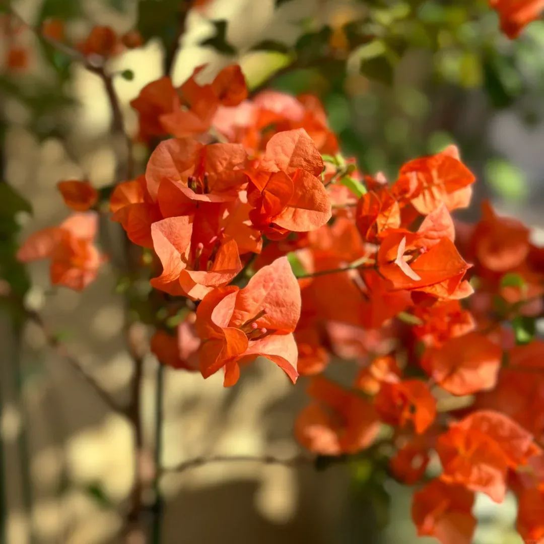 Green leaf orange bougainvillea