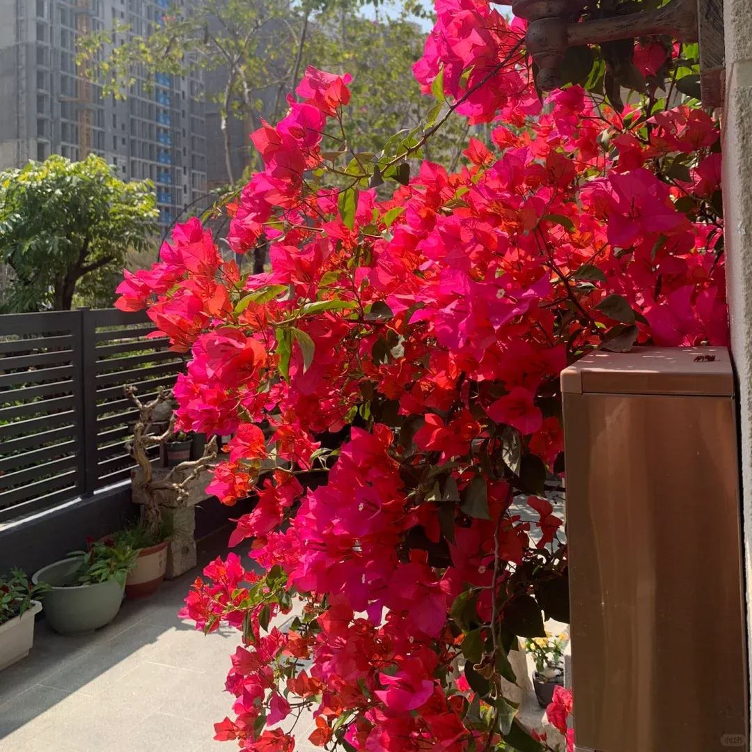 https://img-va.myshopline.com/image/store/1689560444185/-1715588706872.png?w=1080&h=1440