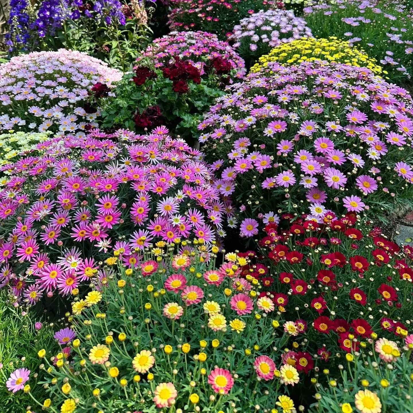 Hot sale🔥Marguerite daisy/multi-color🌼explosion machine