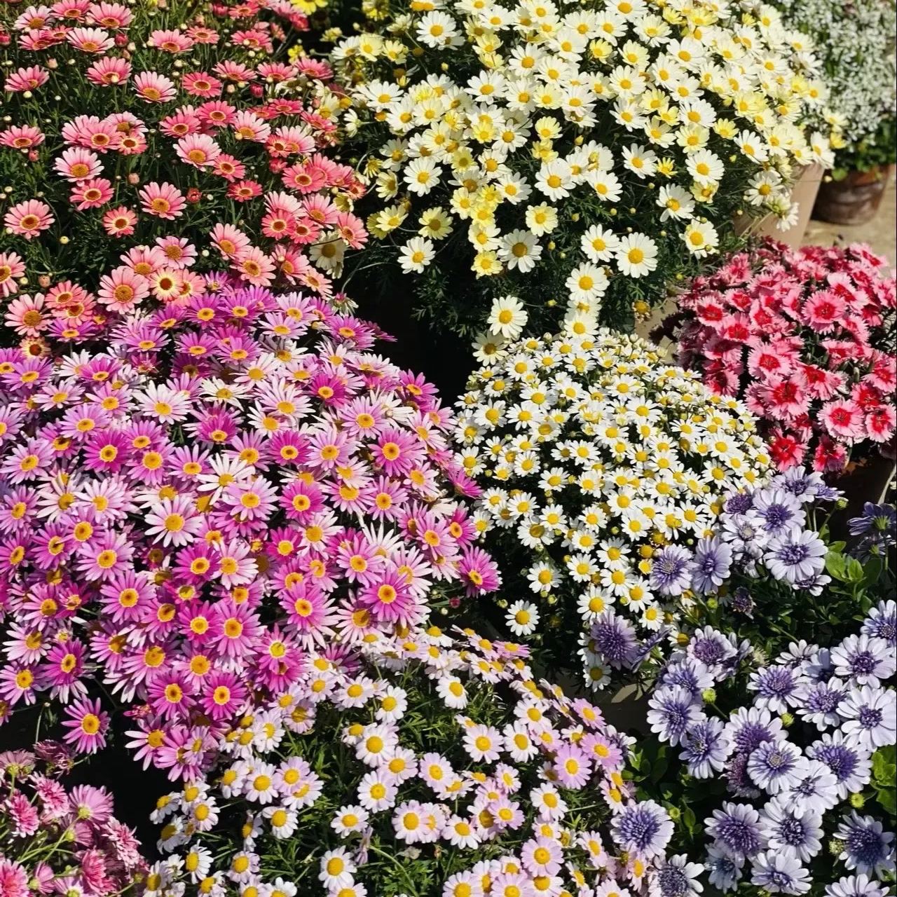 Hot sale🔥Marguerite daisy/multi-color🌼explosion machine