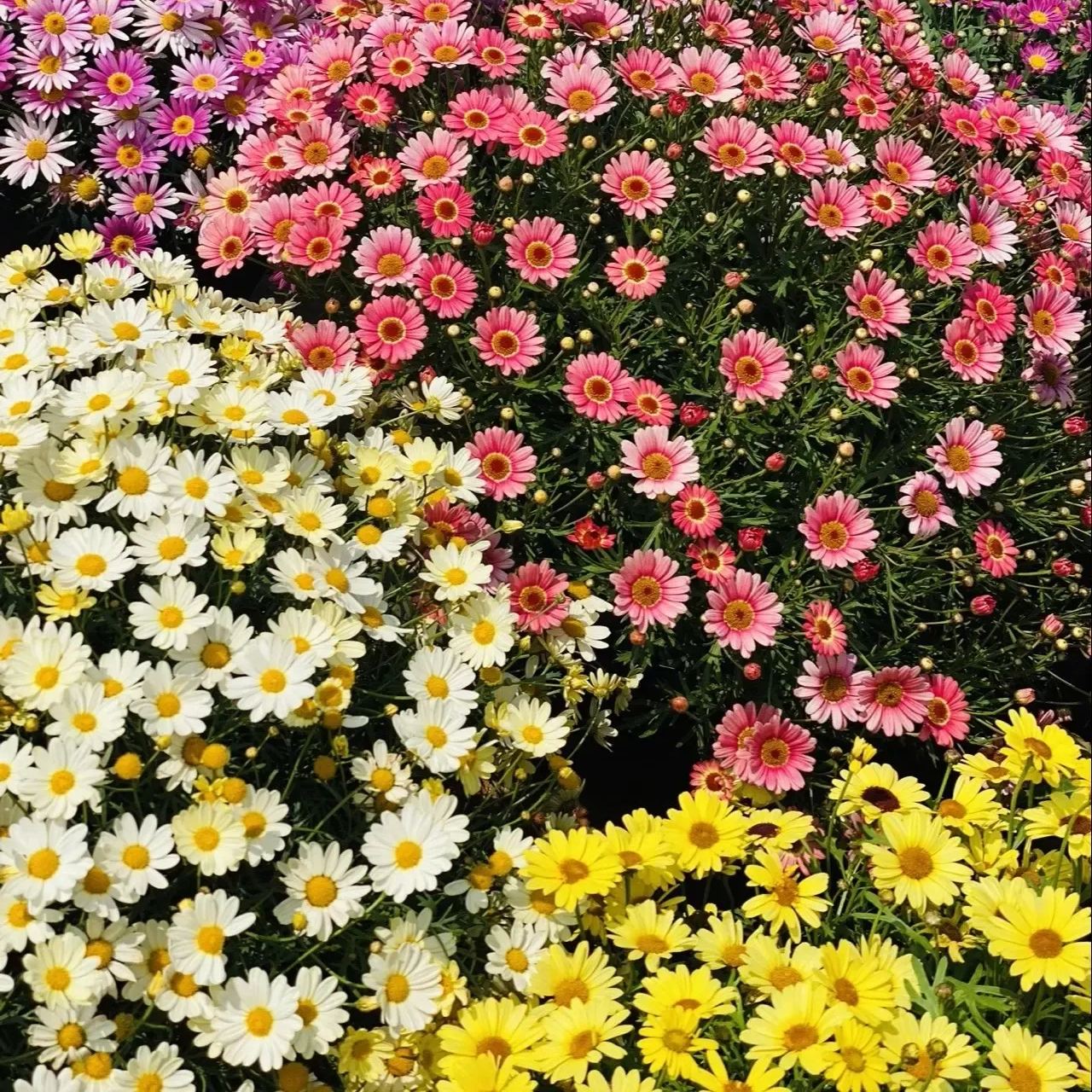 Hot sale🔥Marguerite daisy/multi-color🌼explosion machine