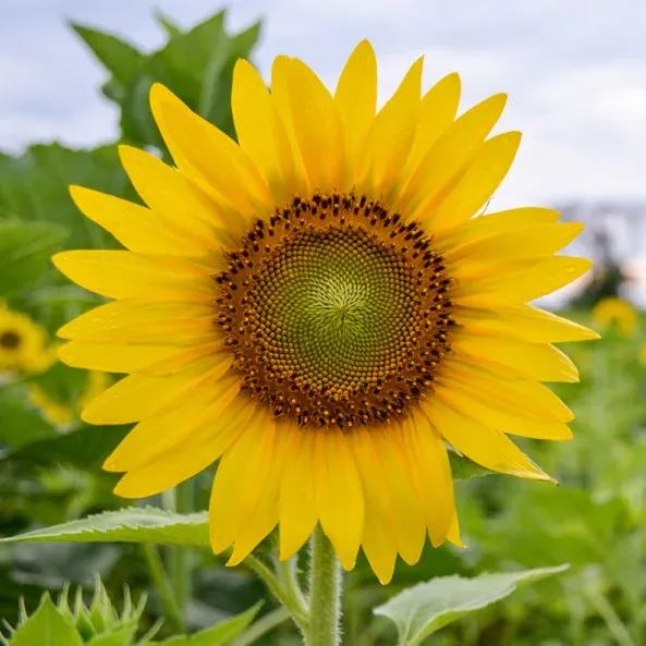 Buy 3 Get 1 Free🎉Classic Yellow Sunflower🌻