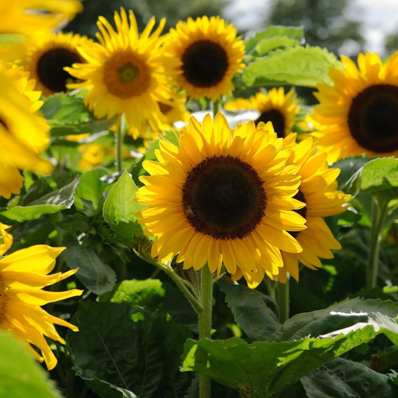 Buy 3 Get 1 Free🎉Classic Yellow Sunflower🌻