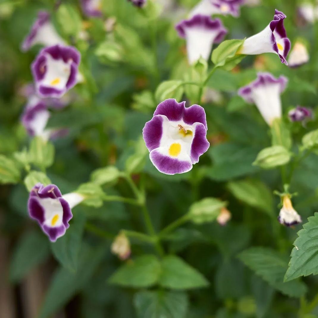 Hot Sale In Summer🔥Wishbone Flower Seeds