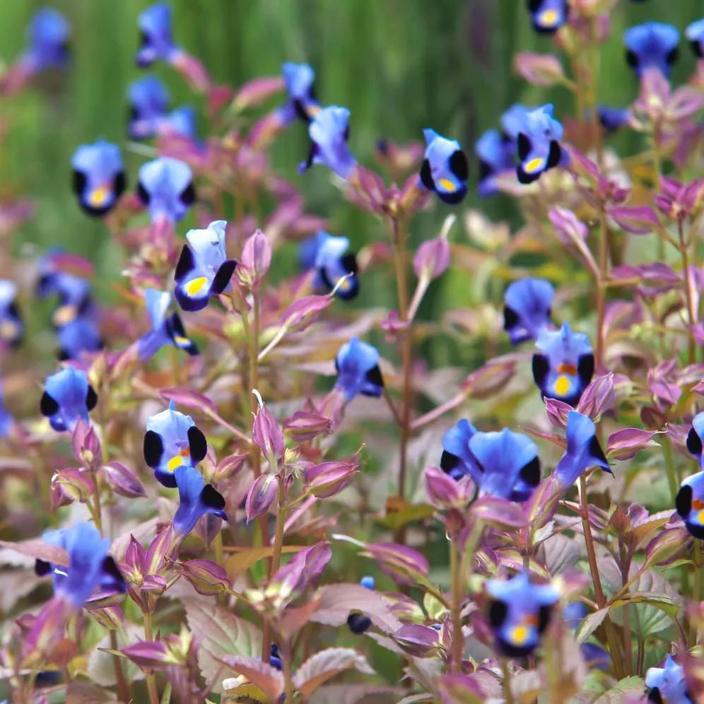 Hot Sale In Summer🔥Wishbone Flower Seeds