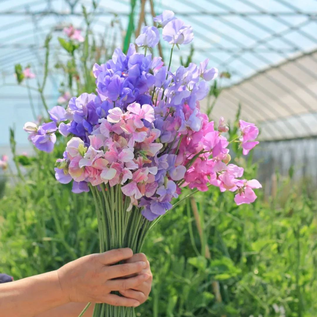 🌸 Fill Your Garden with Fragrance and Color - Plant Sweet Pea Seeds! 🌸