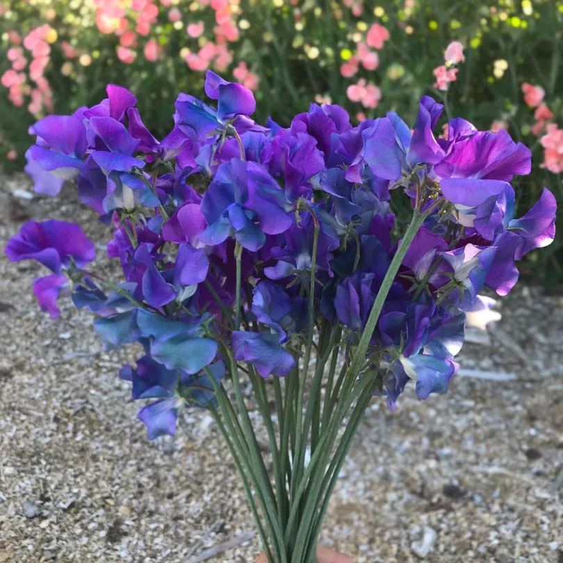 🌸 Fill Your Garden with Fragrance and Color - Plant Sweet Pea Seeds! 🌸