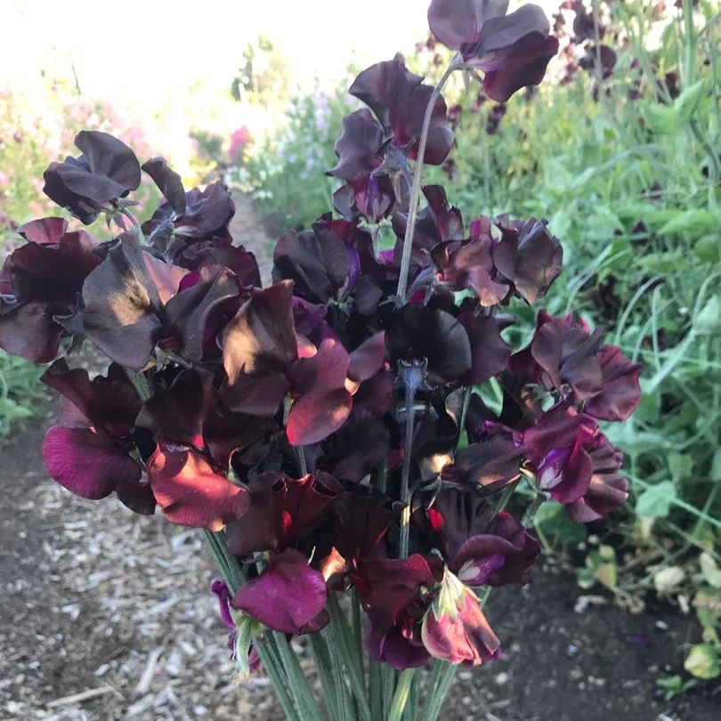 🌸 Fill Your Garden with Fragrance and Color - Plant Sweet Pea Seeds! 🌸