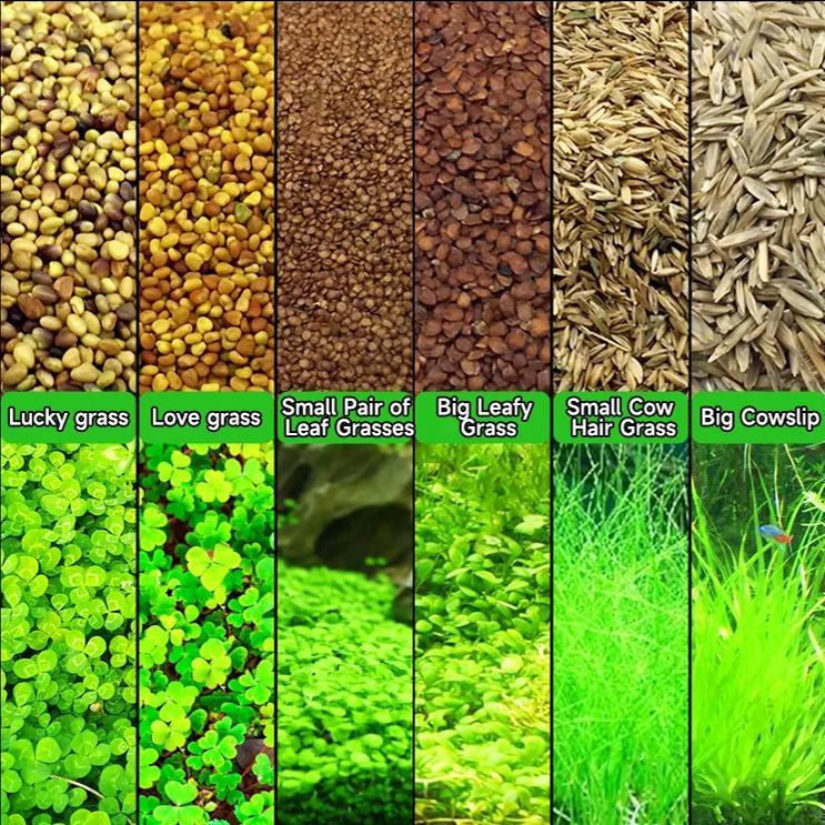 "Aquatic Plant Seeds 🌿 Transform Your Tank!"