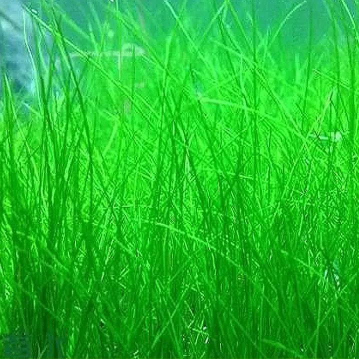 "Aquatic Plant Seeds 🌿 Transform Your Tank!"