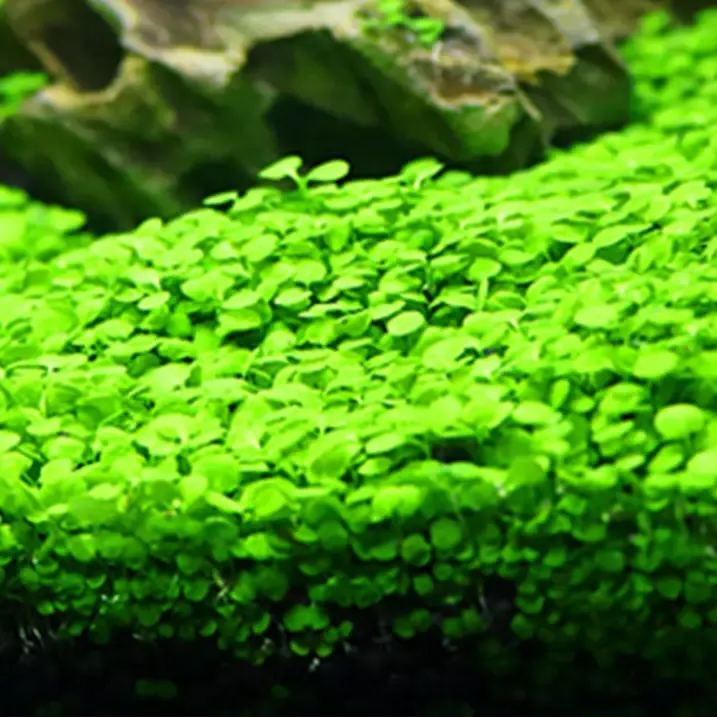 "Aquatic Plant Seeds 🌿 Transform Your Tank!"